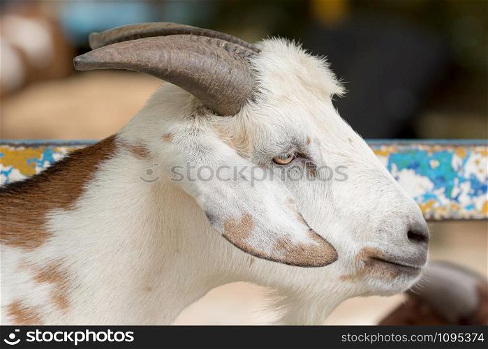 White Goat (Capra aegagrus hircus) in a farm begging for foods.