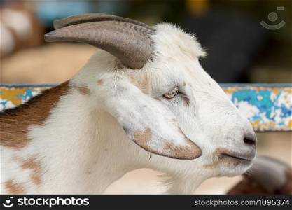White Goat (Capra aegagrus hircus) in a farm begging for foods.