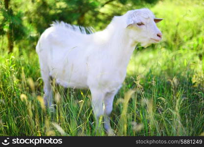 White goat grazing grass at meadow