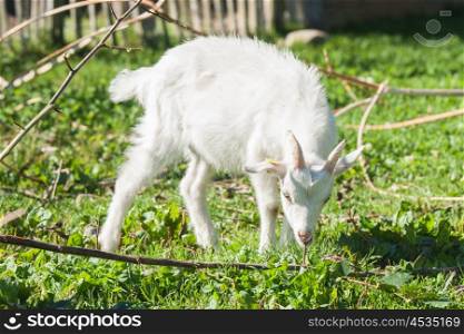 White goat kid eating a branch on a green meadow