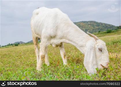 White goat on a green pasture