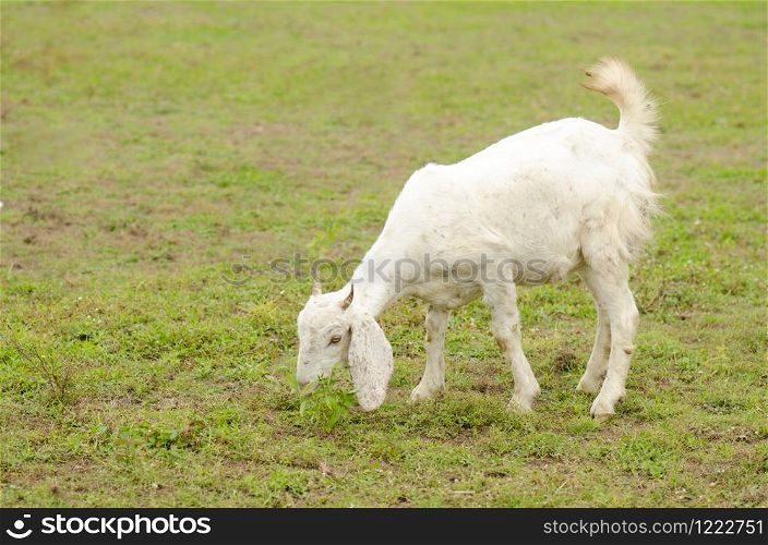 white goat on a pasture. eating grass on a daylight.. white goat on a pasture.