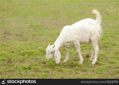 white goat on a pasture. eating grass on a daylight.. white goat on a pasture.