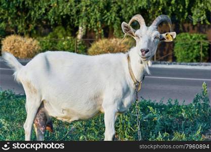 White goat . White goat in the village street