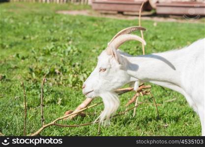 White goat with horns in a barnyard with green grass