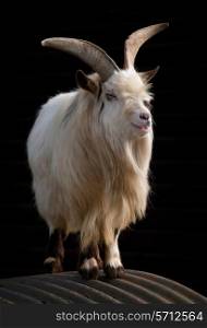 White goat with long horns standing on a corrugated roof against a black background.