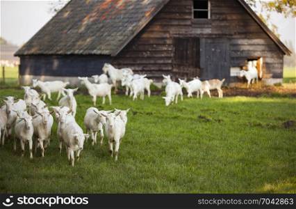 white goats in meadow near barn in the netherlands near Woudenberg and scherpenzeel in the province of utrecht