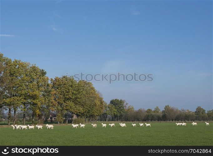 white goats in meadow near barn in the netherlands near Woudenberg and scherpenzeel in the province of utrecht