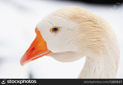 White goose in the village. Winter