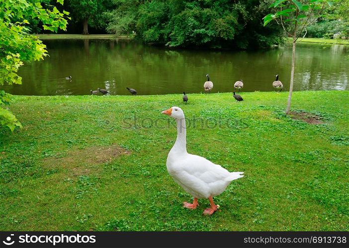 White goose on a green lawn. There is a lake in the distance.