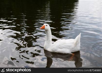 white goose on the background of the dark waters of the lake