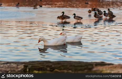 White goose swimming on lake in sunset light. Dam on river Mur in Gralla, Stausee. White goose swimming on lake in sunset light.