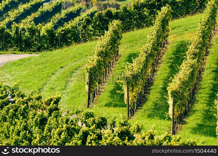 White grape crops in a vineyard during autumn.