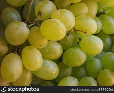 white grape fruit food. white grape (Vitis vinifera) fruit vegetarian food