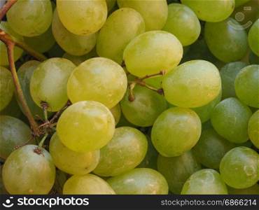 white grape fruit food. white grape (Vitis vinifera) fruit vegetarian food
