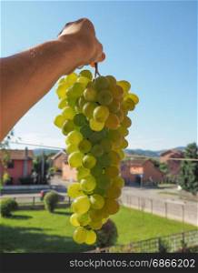 white grape fruit food. white grape (Vitis vinifera) fruit vegetarian food in Piedmont famous north italian wine region