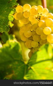 White grape in a vineyard during autumn.