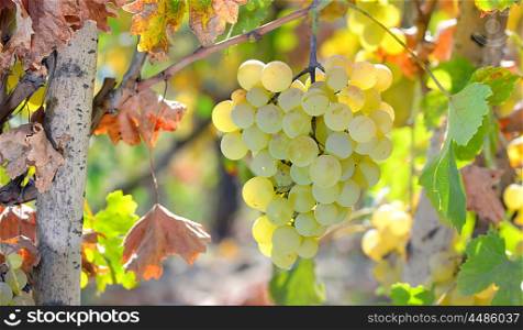 White grape in the wineyard