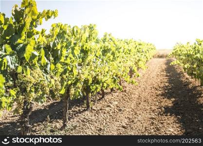 White grape plantations