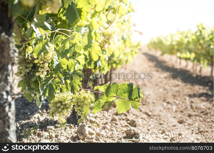 White grape plantations