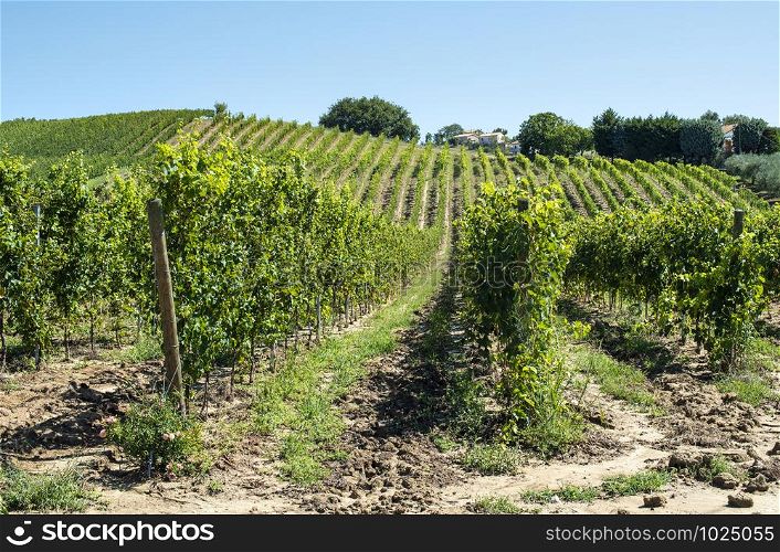 White grape vineyards in Italy. Italian winery. Rows and shadows from vineyard. Sunny day.