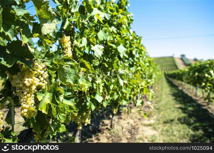 White grape vineyards in Italy. Italian winery. Rows and shadows from vineyard. Sunny day.