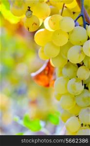 White grapes hanging from lush green vine, macro