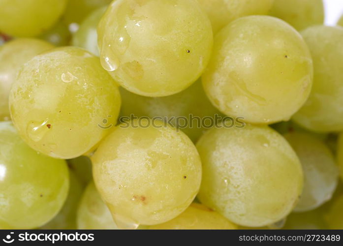 White grapes with water drops. Studio macro shot