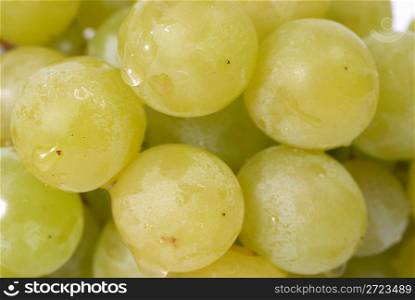 White grapes with water drops. Studio macro shot