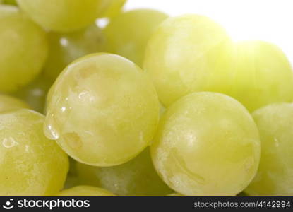 White grapes with water drops. Studio macro shot