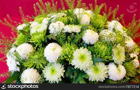 White - green chrysanthemum summer flowers bouquet on red