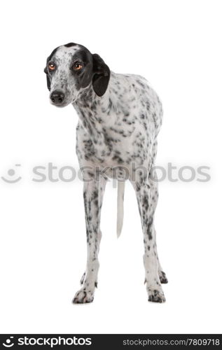 white Greyhound dog with black spots isolated on a white background