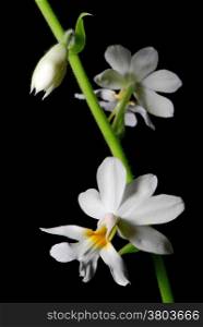 White ground orchid, Calanthe vestica, native specie terrestrial orchid in the southeast asian area