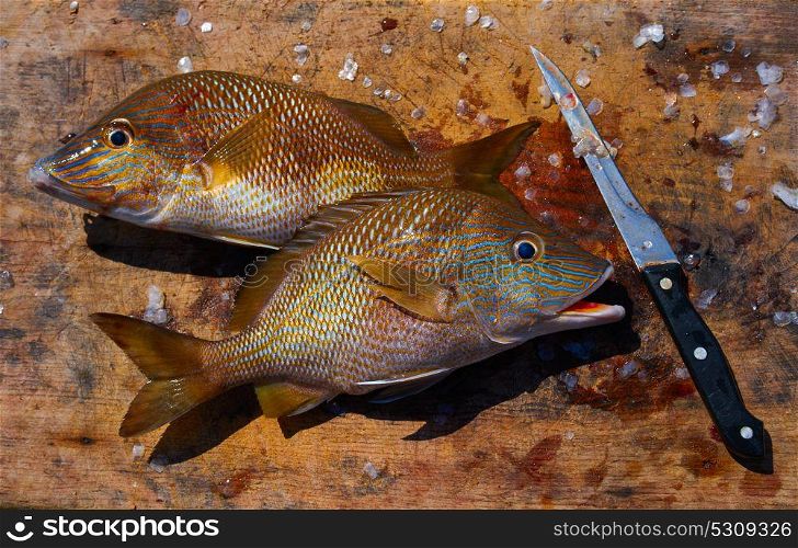 white grunt fish Haemulon plumieri in Caribbean at Mayan Riviera of Mexico