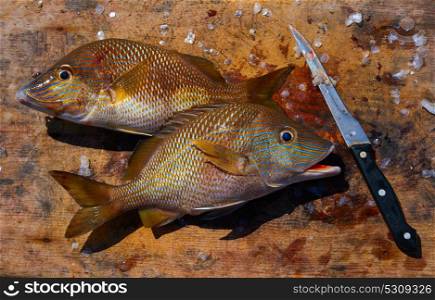white grunt fish Haemulon plumieri in Caribbean at Mayan Riviera of Mexico
