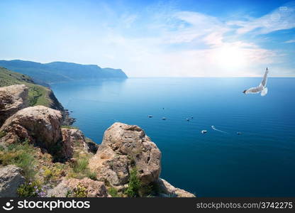 White gull flying over the Black Sea