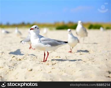 white gull walks along the sandy beach of the sea on a summer day
