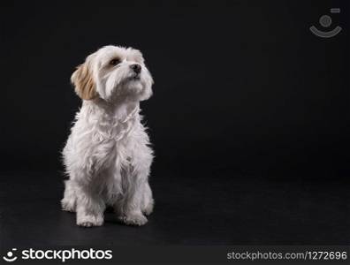 white haired maltese dog bichon facing forward against a black background
