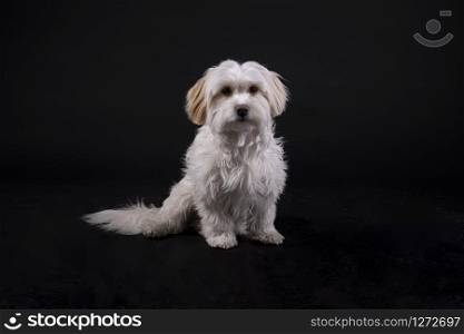 white haired maltese dog bichon facing forward against a black background