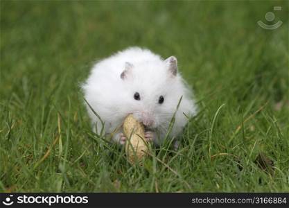 White hamster eating a peanut while sitting outside in the grass