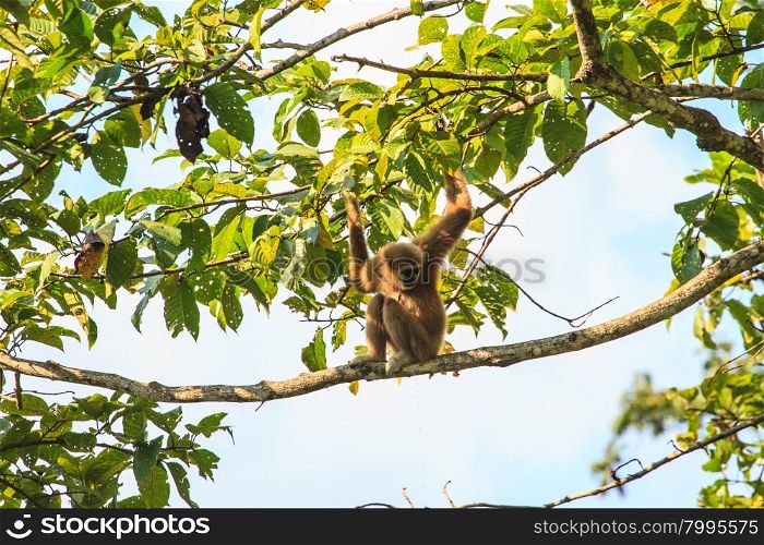 white hand gibbon sitting on a tree&rsquo;s branch in forest