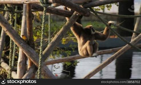 White-handed gibbon (Lar Gibbon, Hylobates lar) in acrobatics performance, loop ready footage