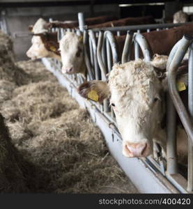 white headed hereford bulls in open stable near amersfoort in the netherlands