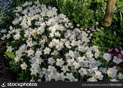 White hellebore, also known as lenten rose, Bulgaria
