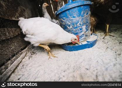 white hen feeding fodder coop