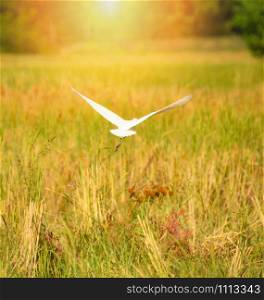 White heron bird egret flying on yellow golden wheat rice field / Ardea alba