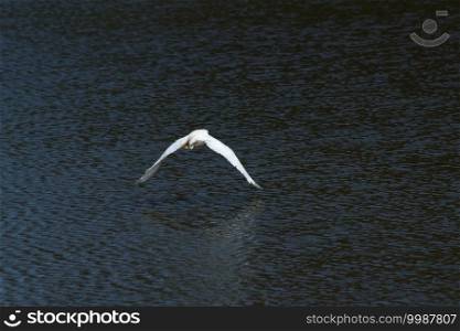 White heron flying on the water in Mar Chiquita lagoon , Argentina                        