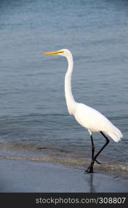 white heron in shallow waters