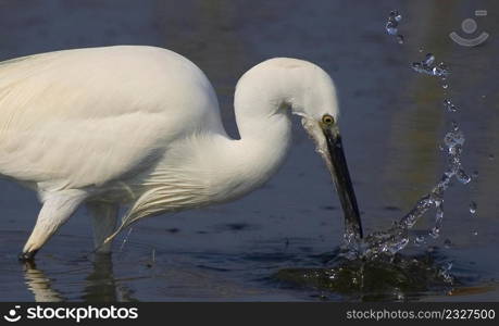 White Heron, Little Egret, Egretta garzetta, Small Heron, Salinas de Santa Pola Natural Park, Alicante, Comunidad Valenciana, Spain, Europe