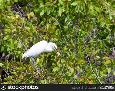 White heron with extraction on a tree